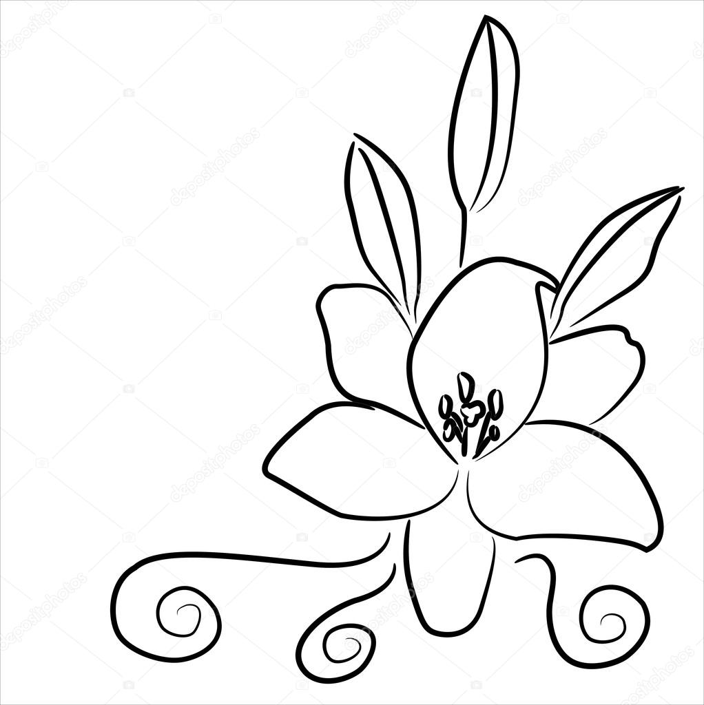 1022x1024 Lily, A Black And White Drawing Stock Vector Lenkusa