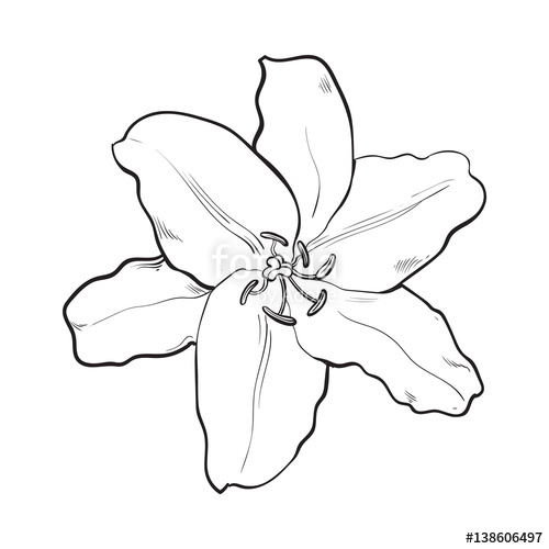 500x500 Single Hand Drawn White Lily Flower, Top View, Sketch Style Vector