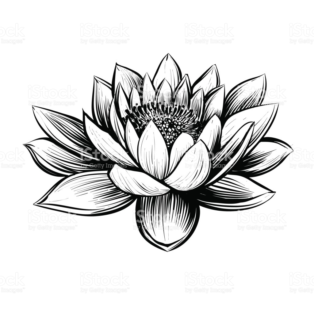 1024x1024 Water Lily Black And White Clipart Collection