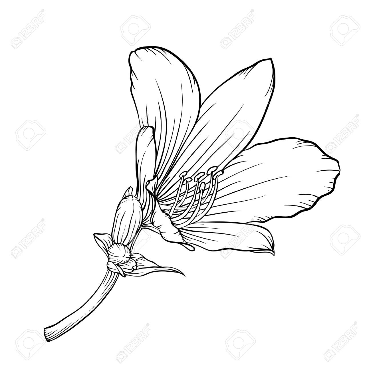 1300x1300 Beautiful Monochrome Black And White Lily Isolated On White