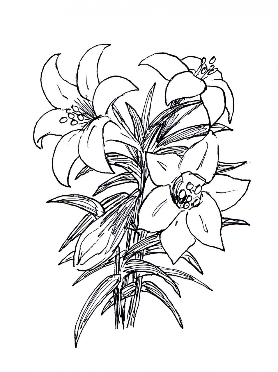 955x1280 Black And White Lily Clipart