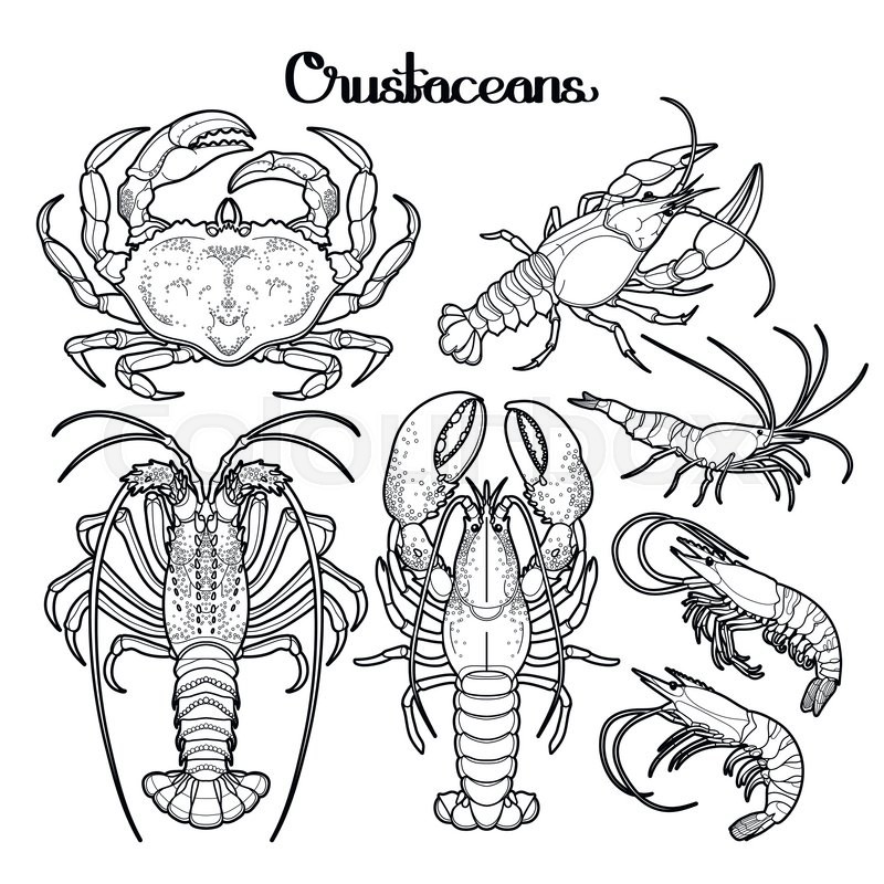 800x800 Graphic Crustaceans Collection Drawn In Line Art Style. Sea