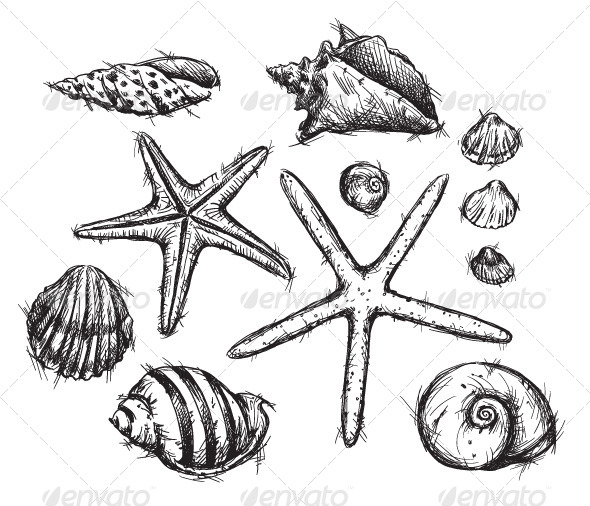590x506 Selection Of Sea Shells Drawings Shell Drawing, Drawings And Tag Art