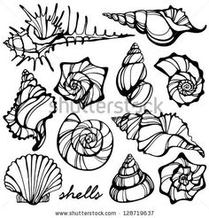 236x246 Seashells Doodle Seashells Starfish For You Design