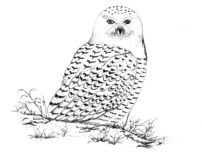 650x499 Bird Watcher's General Store