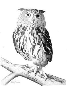 235x300 Black And White Owl Drawings