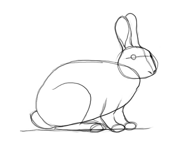 600x523 How To Draw A Rabbit