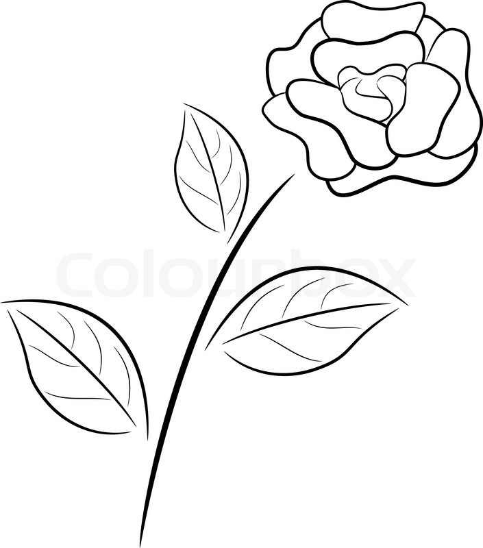 705x800 Abstract Black And White Rose In Outline Drawing Style. Stock