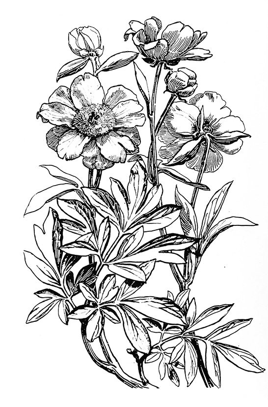 546x827 Photos Black And White Drawings Of Flowers,