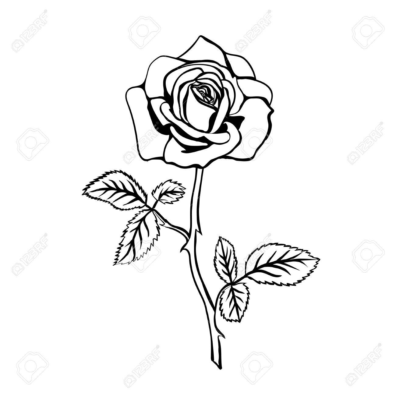1300x1300 Rose Sketch. Black Outline On White Background. Vector