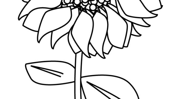 570x320 Outline Drawing Of A Sunflower Best Sunflower Drawing Black