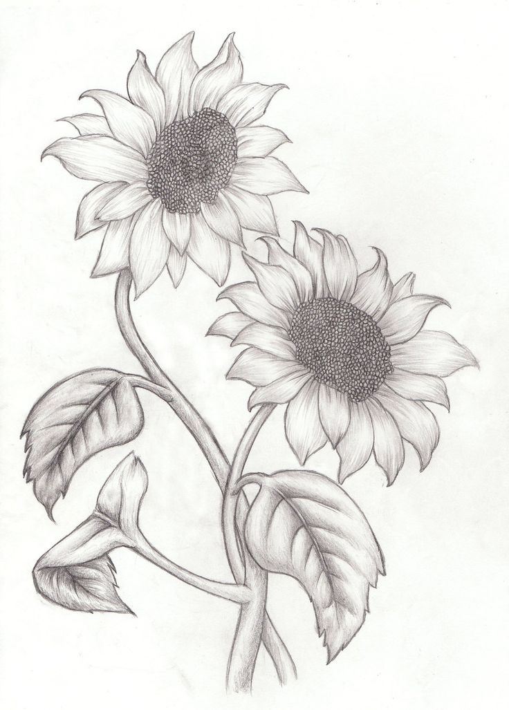 736x1027 Photos Sunflower Sketch Black And White,