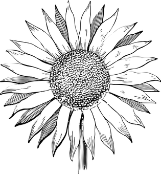 315x340 Sunflower