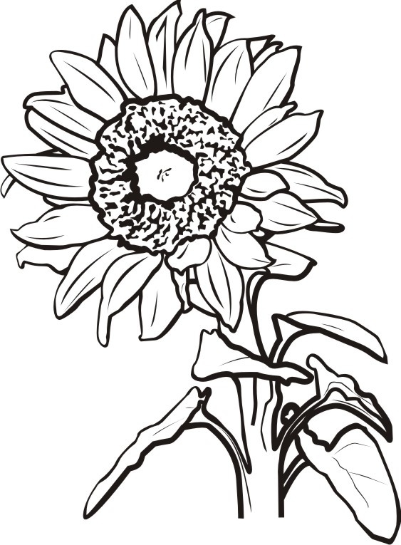 563x765 Sunflower Clipart Black And White Letters Example