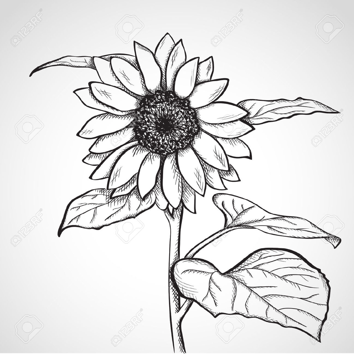 1133x1136 Sunflower Sketch Black And White