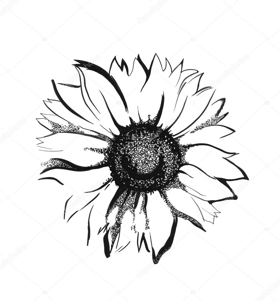 952x1023 Sunflower Sketch Stock Photo Elightshow