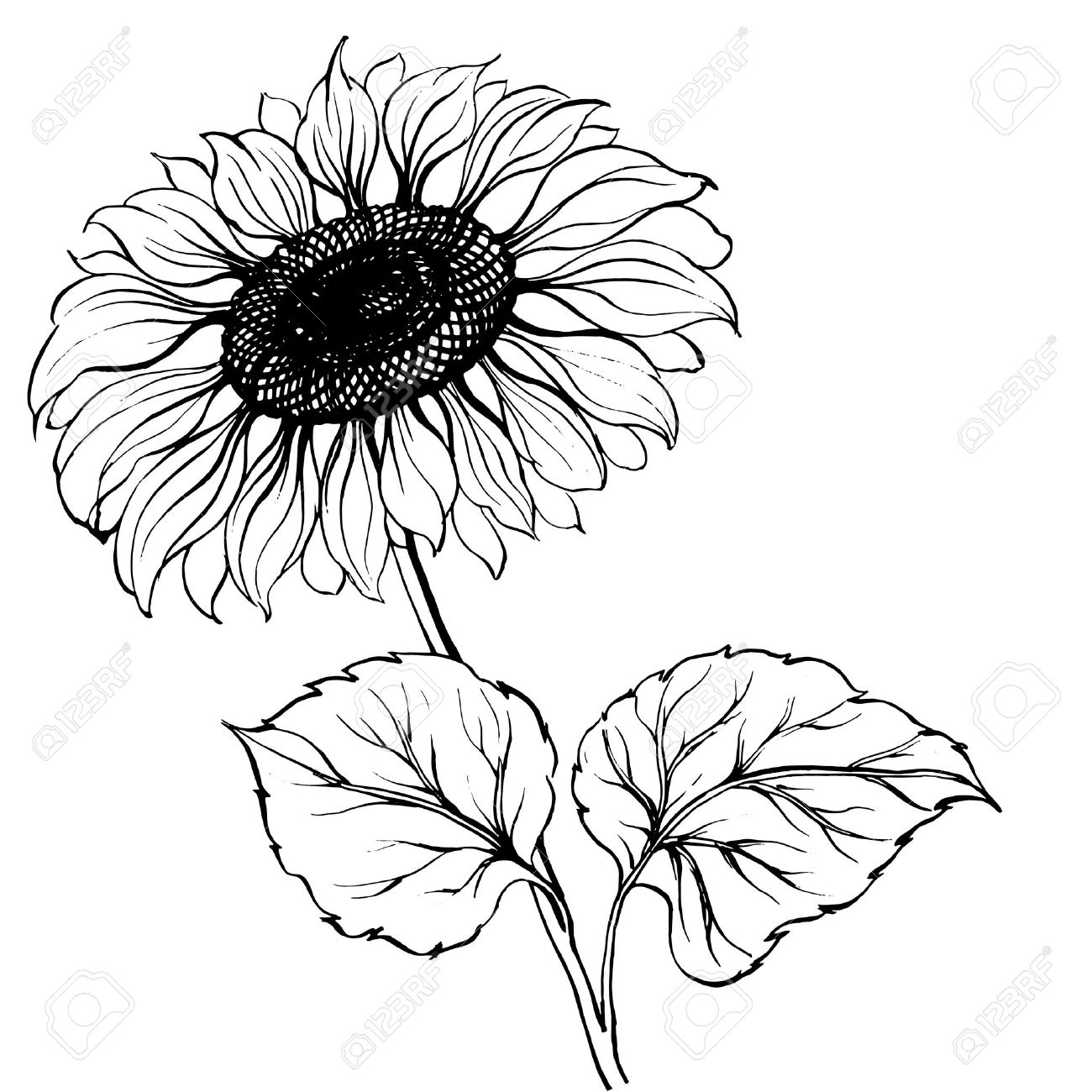 1300x1300 Black And White Sunflower Drawing