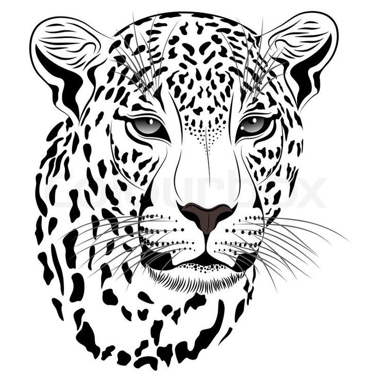 736x736 Drawn White Tiger Cheetah