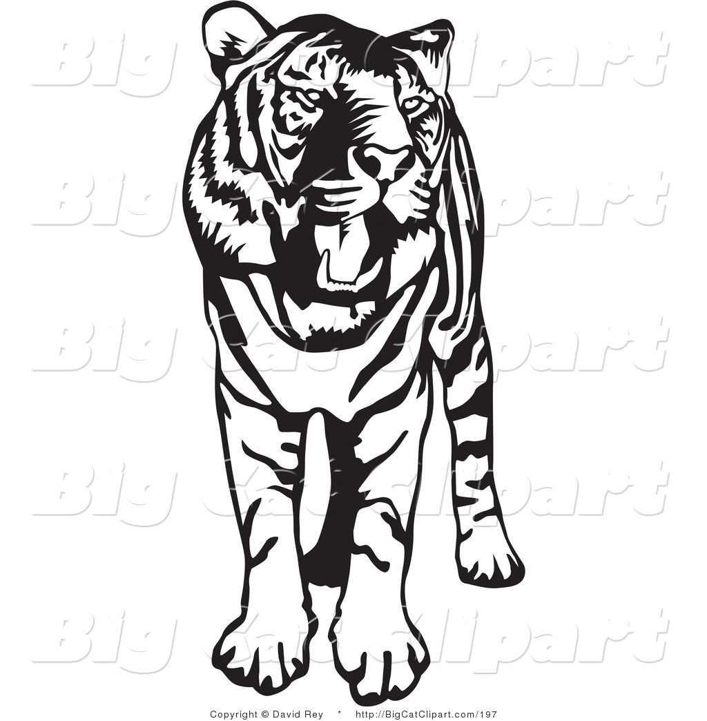 1024x1044 Standing Black And White Tiger Clipart Panda