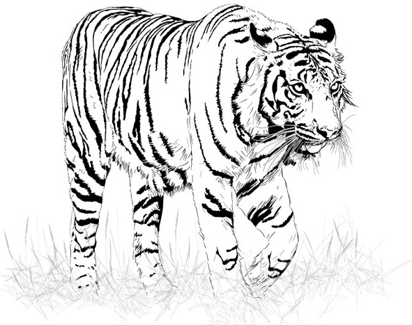 591x467 Black And White Tiger Vector Free Vector In Encapsulated