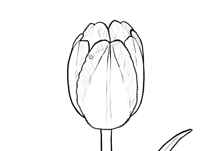 700x512 How To Draw Flowers The Noble And Sincere Tulip