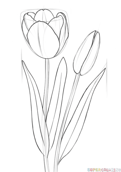 403x575 How To Draw A Tulip Step By Step. Drawing Tutorials For Kids
