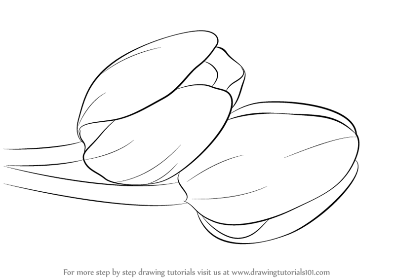 800x566 Learn How To Draw Tulips (Tulips) Step By Step Drawing Tutorials