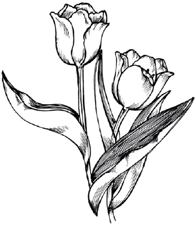 Black And White Tulip Drawing at GetDrawings  Free download