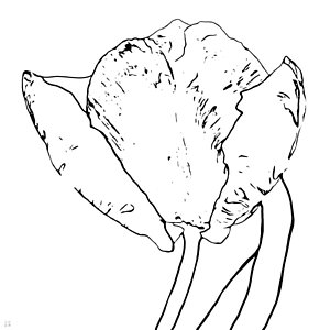 300x300 White Tulip Drawings