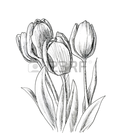 Black And White Tulip Drawing at GetDrawings | Free download