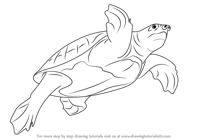800x566 Learn How To Draw A Pig Nosed Turtle (Turtles And Tortoises) Step