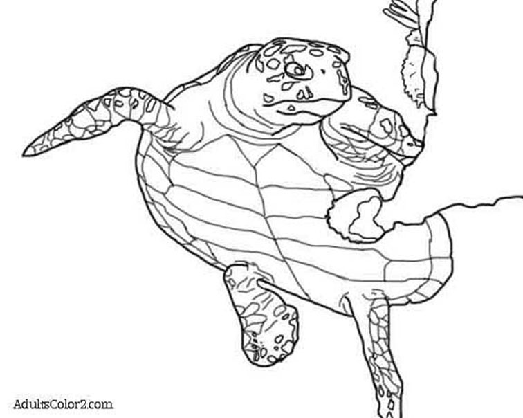 756x604 Sea Turtle Coloring Page Help Hawksbills