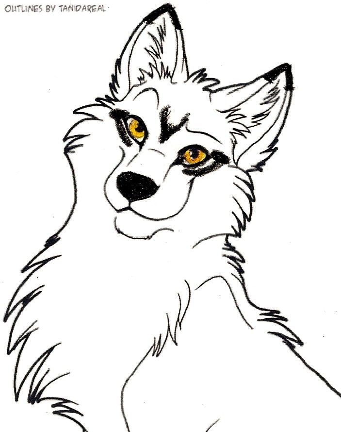 703x890 White Wolf With Black Markings By Rocketarcticwolf