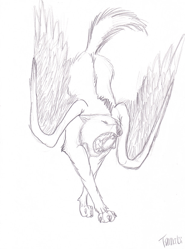 614x825 Black N White Wolf With Wings By Tannabi