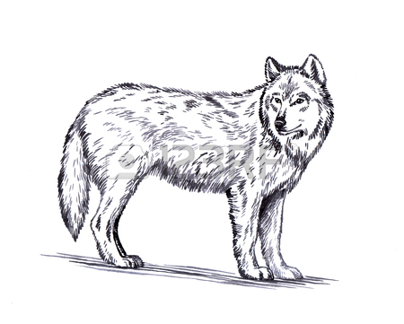 450x361 Black And White Engrave Ink Draw Isolated Wolf Stock Photo