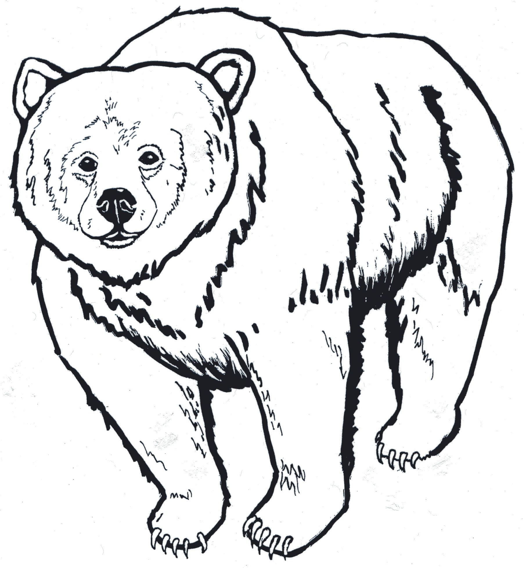1805x1956 Best Photos Of Grizzly Bear Outline