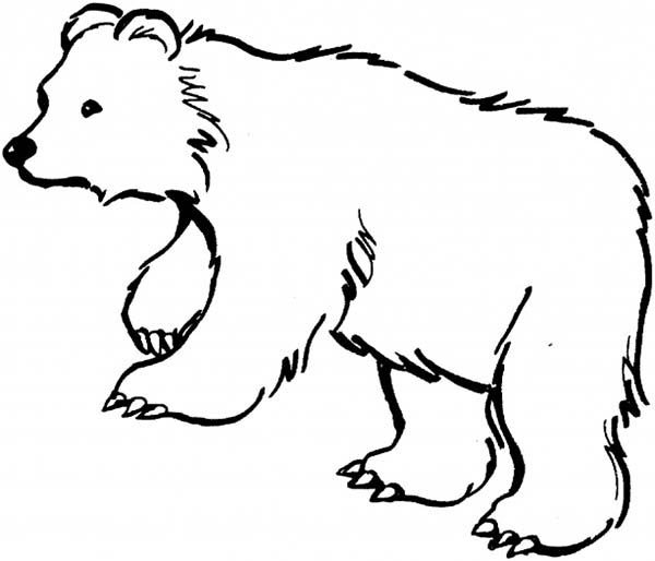 600x514 Black Bear Is Hungry Coloring Page
