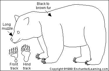 373x244 American Black Bear Printout