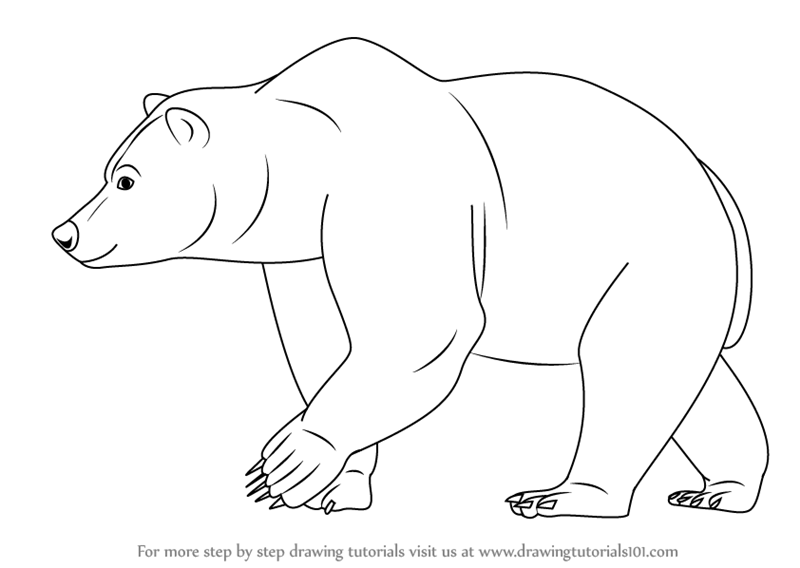 800x568 Step By Step How To Draw A Brown Bear
