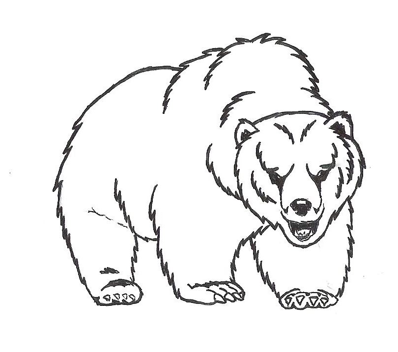 810x717 Bear Head Drawings Image Tips Bear Drawingsphotos