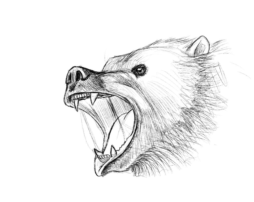 1002x798 Angry Bear Head Drawing