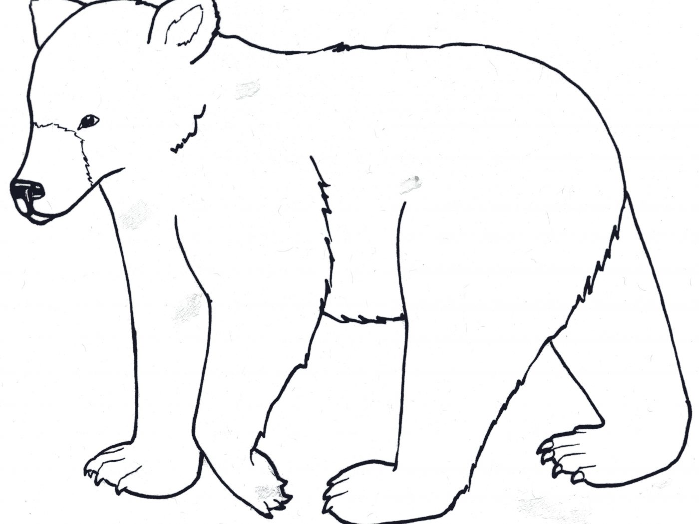 Black Bear Line Drawing at GetDrawings | Free download