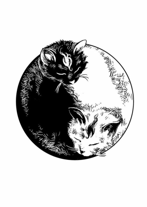 500x706 Cat Yin Yang Tumblr