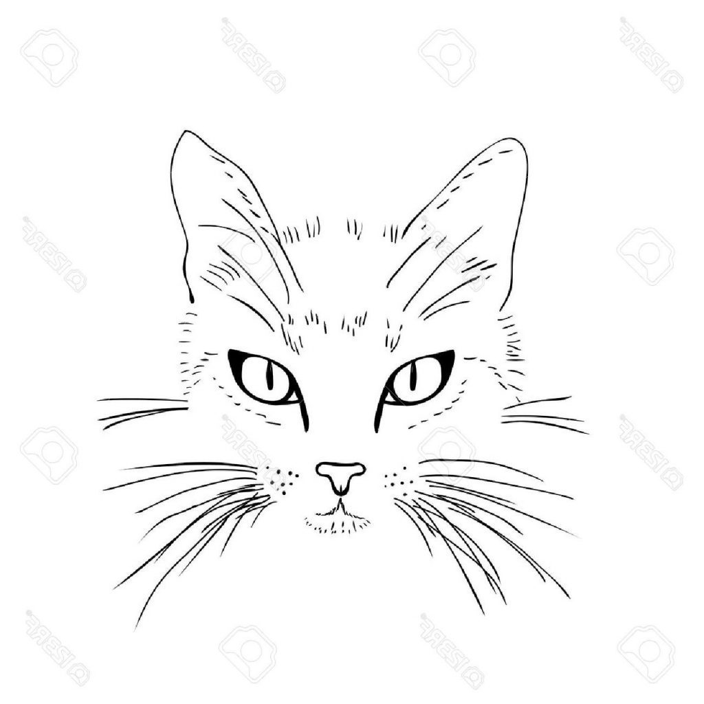 1024x1024 Best Cat Face Black And White Sketch Vector Illustration Stock