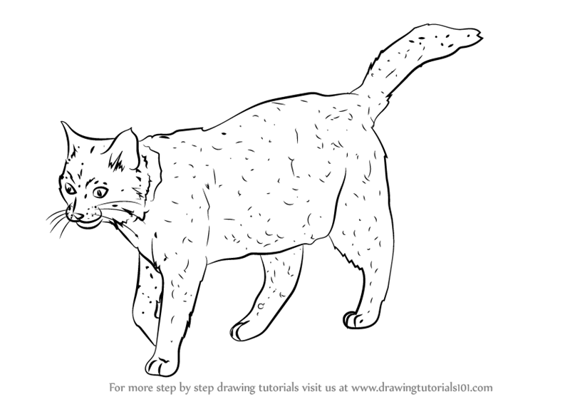 800x567 Learn How To Draw A Black Cat (Cats) Step By Step Drawing Tutorials