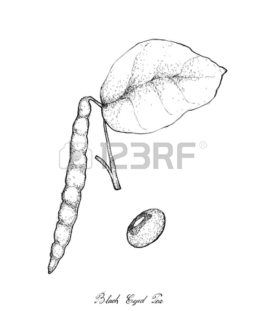 386x450 Vegetable And Herb, Illustration Of Hand Drawn Sketch Black Eyed
