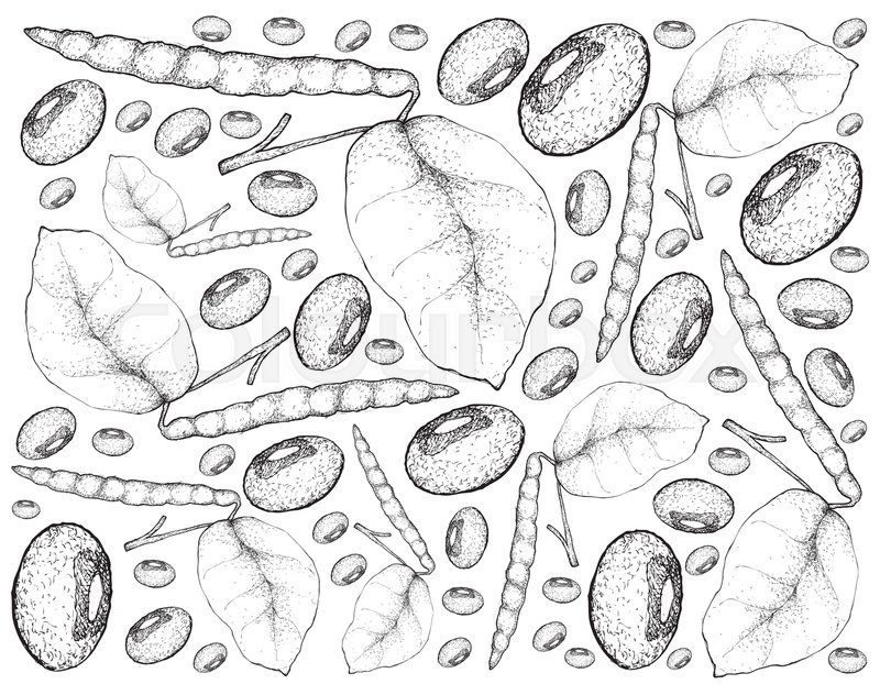 800x622 Vegetable And Herb, Illustration Background Pattern Of Hand Drawn