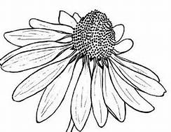 244x188 Black And White Flower Drawings