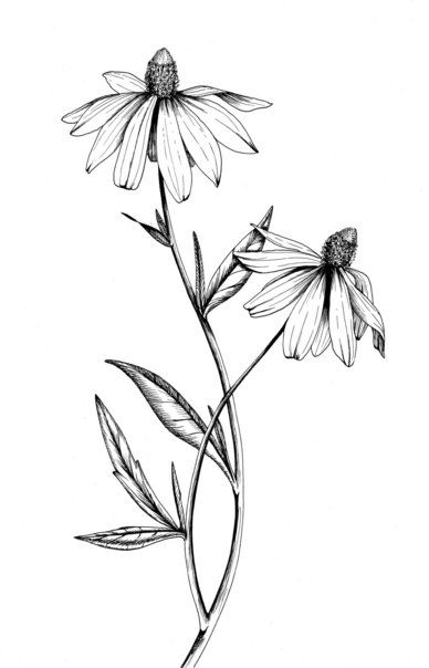 388x604 Botanical Illustrations By Meghan Witzke