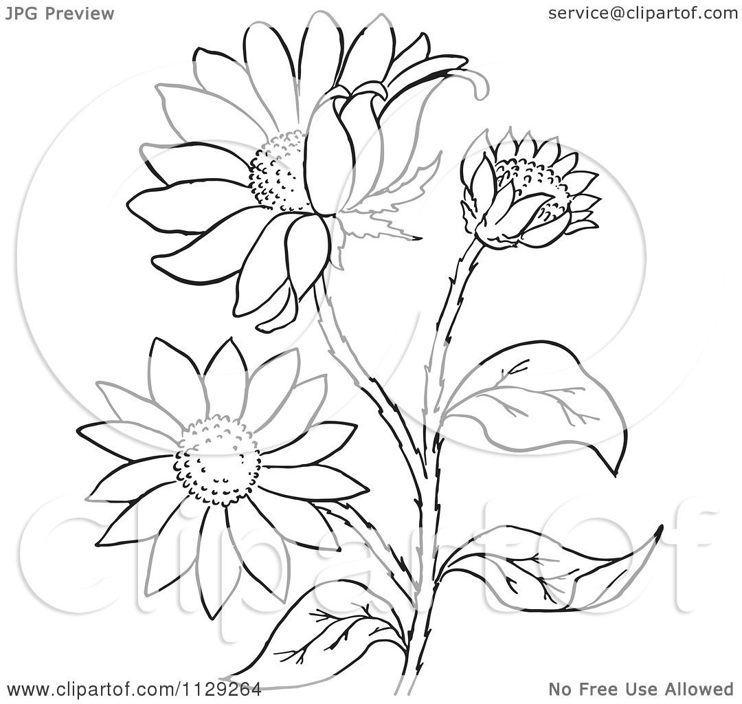 1080x1024 Cartoon Clipart Of An Outlined Black Eyed Susan Flower Plant